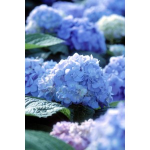 Primo piano di un'ortensia rosa Endless Summer (Hydrangea macrophylla) in vaso da 5 l.