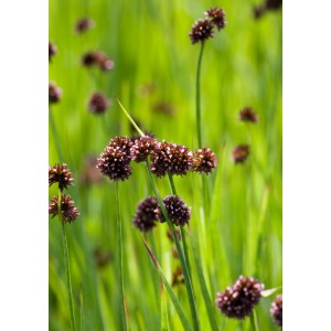 Giunco nano (Juncus ensifolius) con infiorescenze marroni e steli verdi.