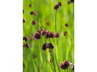 Zwergbinse Braun Topf Ø ca. 9 cm