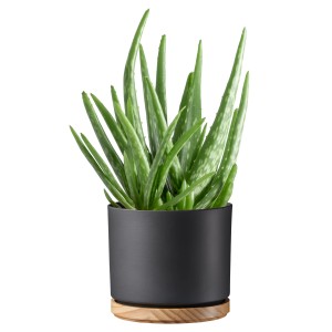 Vaso Scheurich 799, Ø 22 cm, antracite opaco, con sottovaso in legno e pianta verde.
