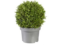 Heckenmyrthe Green Breeze Lonicera nitida Topf Ø 21 cm / Höhe 40 cm