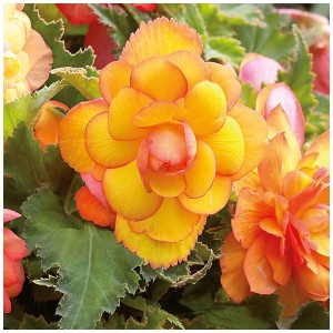 Primo piano di un fiore giallo dorato di Begonia Cascade Golden Balcony di Grow by OBI.