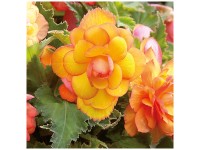 Grow by OBI Bégonias Cascade Golden Balcony 3 pcs