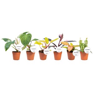 Différentes variétés de philodendrons Baumfreund en pot de 12 cm.