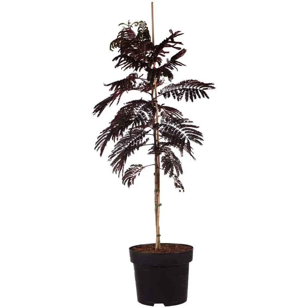 Seidenbaum Summer Chocolate julibrissin Topf 10 l kaufen bei OBI