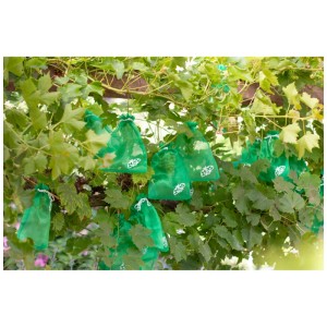 Raisins avec sacs de protection verts d'Andermatt Biogarten pour protéger contre les parasites.
