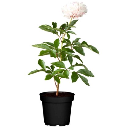 GROW by OBI Pivoine Paeonia lactiflora Rose pot Ø 19 cm