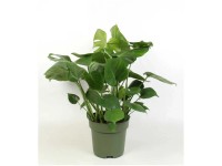 Fensterblatt Monstera deliciosa Ø 27 cm / Höhe 95 cm
