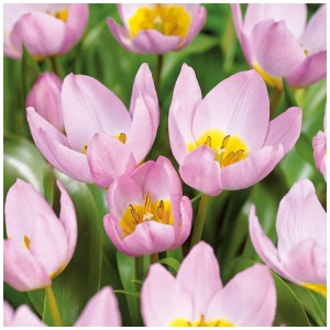 Gros plan sur la tulipe rose pâle GROW by OBI Lilac Wonder, 10 bulbes.