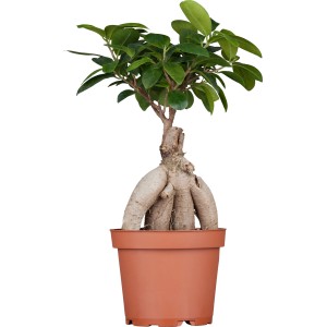 Ficus Ginseng Bonsai cinese in vaso (circa 12 cm Ø). Pianta verde con crescita bizzarra.