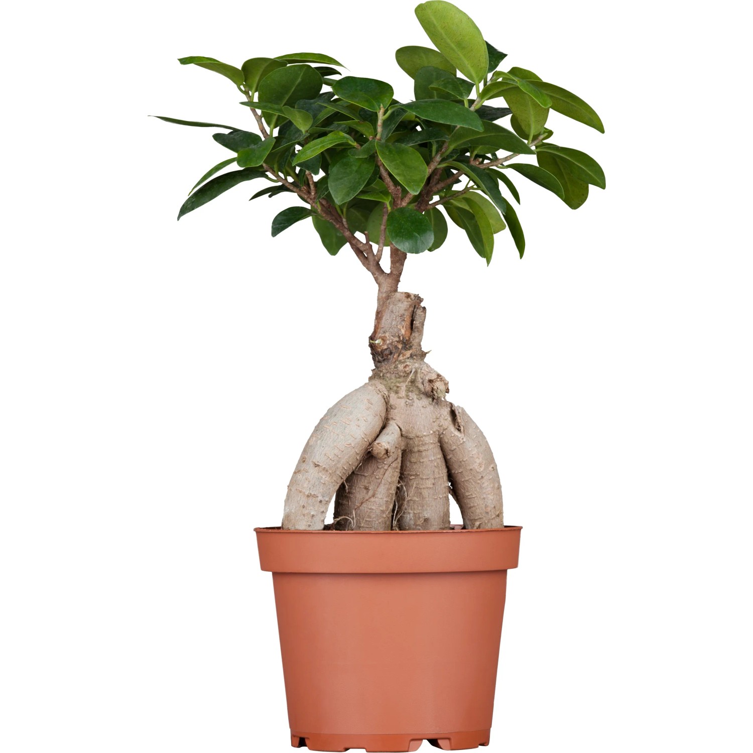 Chinesische Feige Ginseng Bonsai Ficus Topf  12 cm