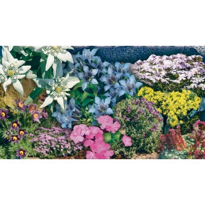 Mix di piante perenni Giardino Alpino: Diverse piante colorate da roccaglia per esterni.