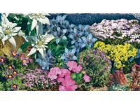 Stauden-Mix Alpen Garten / 1 Stk.