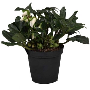 Hellébore 'Shining Star' en pot avec des fleurs blanches et des feuilles vertes.