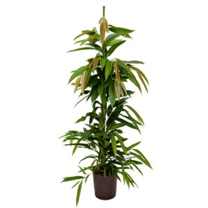 Plante hydroponique Ficus Amstel King en pot, env. 120 cm de haut.