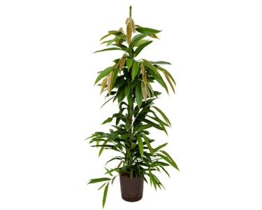 monstera adulte Mature Monstera Dubia for sale