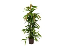 Hydropflanze Gummibaum Amstel King Ficus Topf Ø 18 cm / Höhe 120 cm