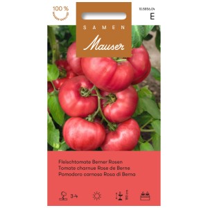 Sachet de graines de tomate Berner Rosen : Tomates roses charnues sur la plante.