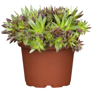 Sempervivum in vaso marrone, diametro circa 13 cm.