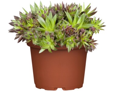 epipremnum giganteum variegata Epipremnum Giganteum Variegata | Care Guide and Pro Tips - Delivery from  Toronto across Canada