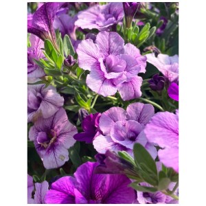 Gros plan sur un Calibrachoa Aloha Double violet en pot. Plante d'été fleurie pour balcon et jardin.