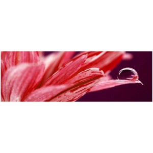 Quadro su tela Artis: Primo piano di un fiore rosa con goccia d'acqua, 30x97 cm.