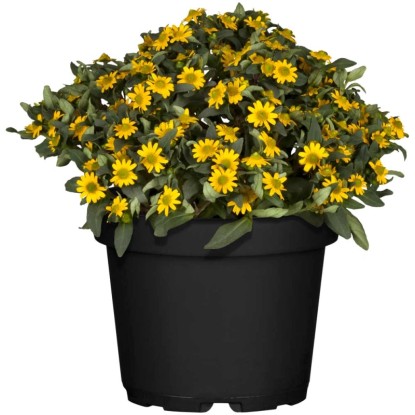 GROW by OBI Zinnia strisciante Sanvitalia procumbens Vaso Giallo Ø 13 cm