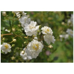 Rosier grimpant bio Guirlande d'Amour avec fleurs blanches et feuilles vertes.