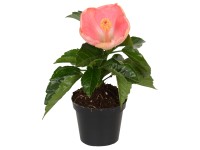 Roseneibisch Roseneibisch