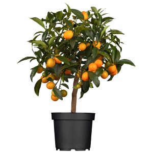 Albero di agrumi in vaso con frutti arancioni e foglie verdi.