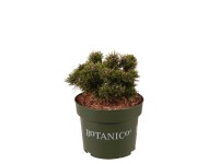 Bergkiefer Sherwood Compact Pinus mugo Topf 3,7 l