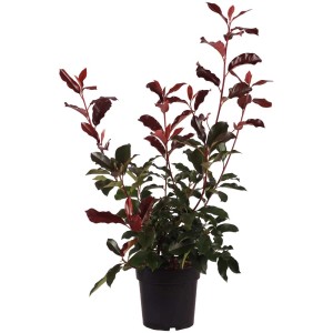 Fotinia Camilvy in vaso da 6 l con foglie rosse e verdi.