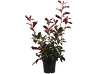 Glanzmispel Camilvy Photinia fraseri Topf 6 l