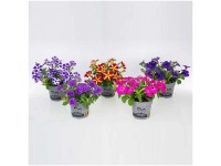 Petunie Mix Petunia Topf Ø 13 cm / 1 Stk.