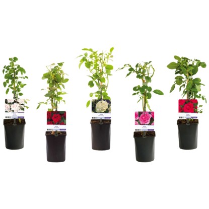 Rosier grimpant assorti pot Ø 15 cm / H 65 cm / 1 pc