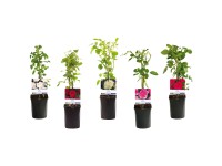 Kletterrose assortiert Topf Ø 15 cm / Höhe 65 cm / 1 Stk. Kletterrose assortiert Topf Ø 15 cm / Höhe 65 cm / 1 Stk.