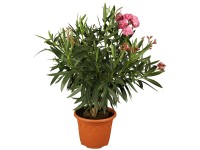 GROW by OBI Oleander Nerium Rosa Topf Ø 30 cm