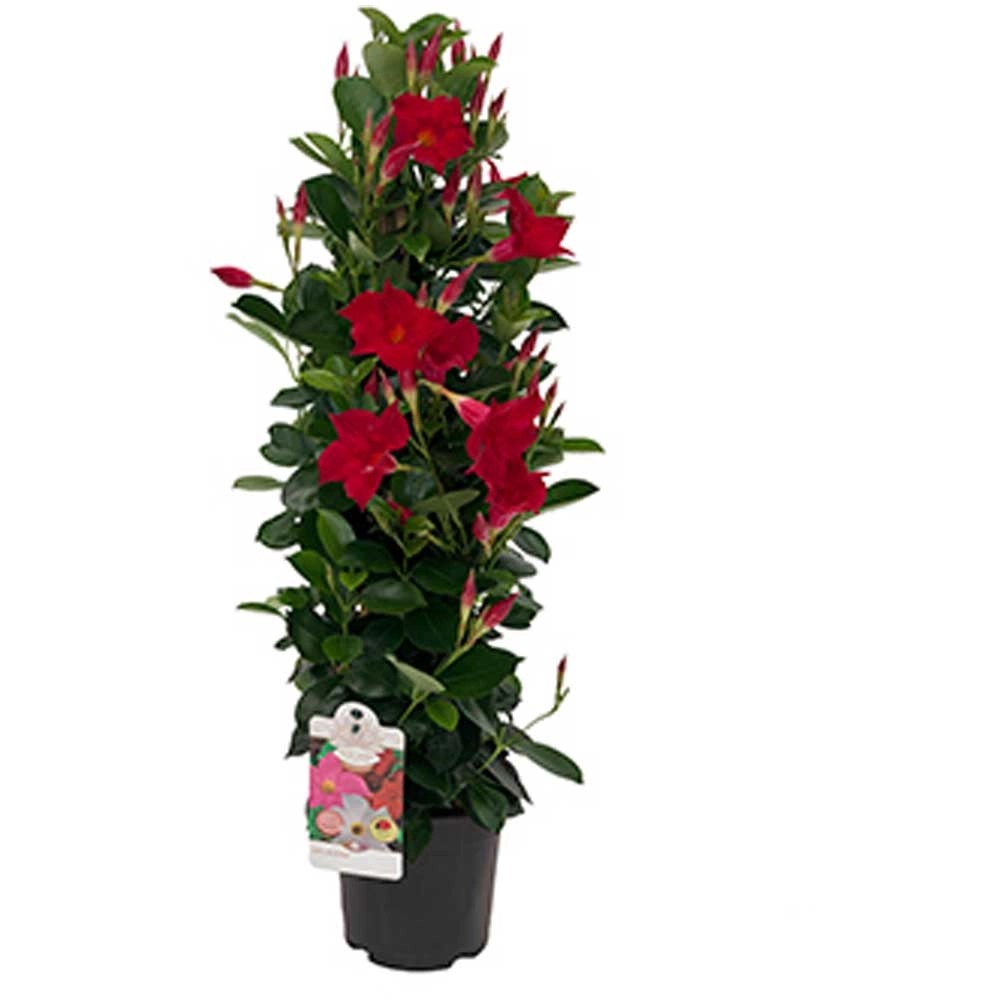 Dipladenia Mandevilla Mix Pyramide Topf Ø 17 cm kaufen bei OBI