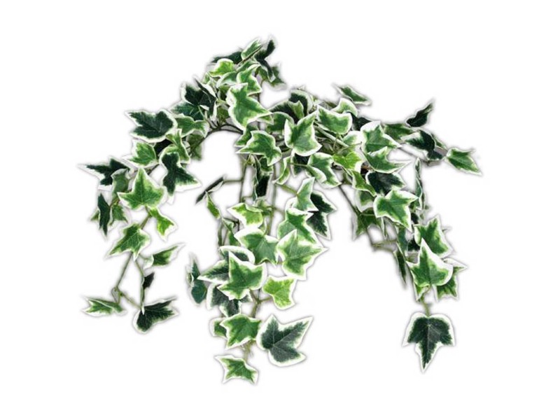 Kunstfloristik Efeu GrünWeiss / Höhe 59 cm kaufen bei OBI