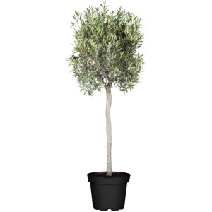 Olivo GROW by OBI (Olea europea) a fusto in vaso, foglie verdi.