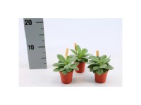 Kreuzkraut Mountain Fire Senecio cephalophorus Topf Ø 5,5 cm