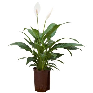 Fleur de lune en hydroculture en pot, feuilles vertes, fleurs blanches. Plante d'intérieur pour endroits lumineux.
