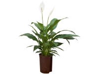 Hydropflanze Einblatt Spathiphyllum floribundum Topf Ø 15 cm / Höhe 40 cm