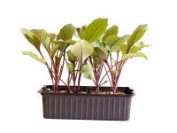 Kabis Rot Bio 12er-Schale