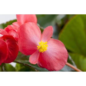 Gros plan d'un bégonia semperflorens rose (Begonia Semperflorens) en pot, une plante dressée populaire.