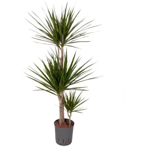 Plante hydroponique Dracaena, arbre dragon, 130 cm de haut, en pot. Plante d'intérieur avec des feuilles vertes.