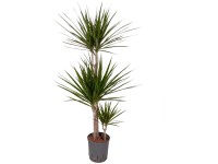 Hydropflanze Drachenbaum Dracaena Topf Ø 18 cm / Höhe 130 cm