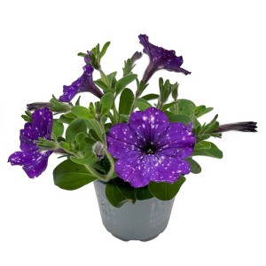 GROW by OBI Pétunia Sternenhimmel en pot, fleurs violettes à mouchetures blanches.