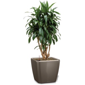 Pot de fleurs Lechuza Quadro Premium, 43x43x40 cm, taupe brillant, avec plante verte.