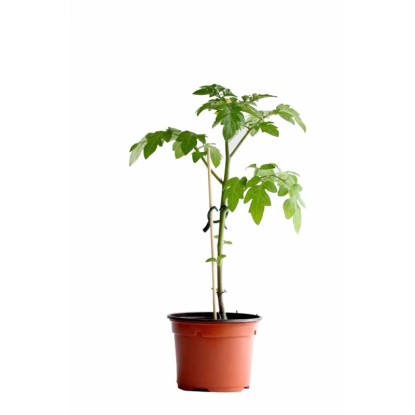 Tomates greffées Cherry bio Pot Ø 11 cm